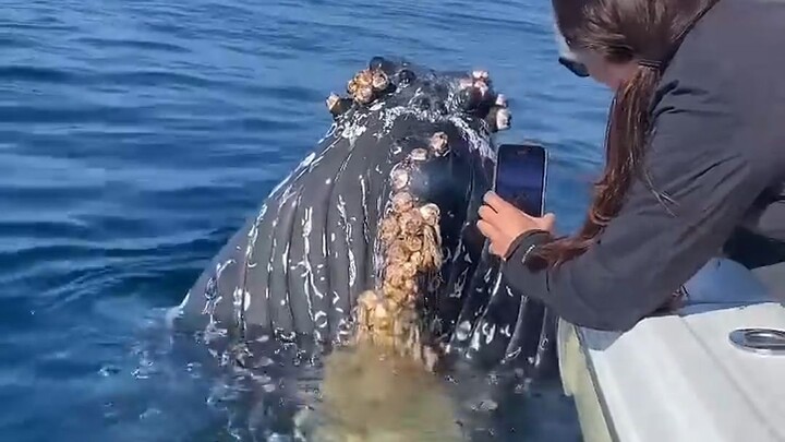 Is this whale going to eat people? You will get goosebumps after watching it