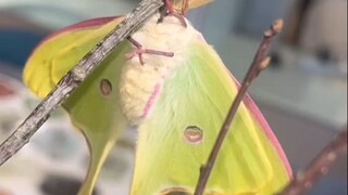 Witness the process of a "handsome" Luna Moth breaking out of its cocoon...Are you still afraid of s