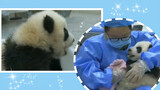 [Breeder cleans up Panda Chengfeng] Chengda, take care of your baby!