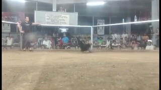 2HITS ULUTAN MUNTINLUPA HAROLD BROWN GREY CHAMPION