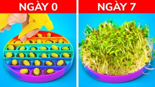 THỦ THUẬT THIÊN TÀI ĐỂ TRỒNG CÂY TẠI NHÀ
