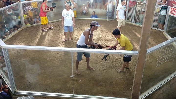 sabongSamar yellow shirt po tayu