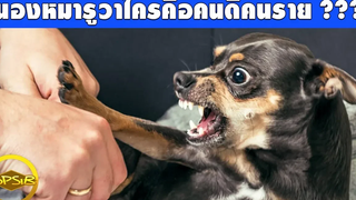 10 ความแสนรู้ของน้องหมาที่คุณจะต้องทึ่ง (ซุปเปอร์หมา)