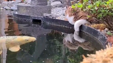 Kucing: Memangnya aku punya maksud jahat apa?