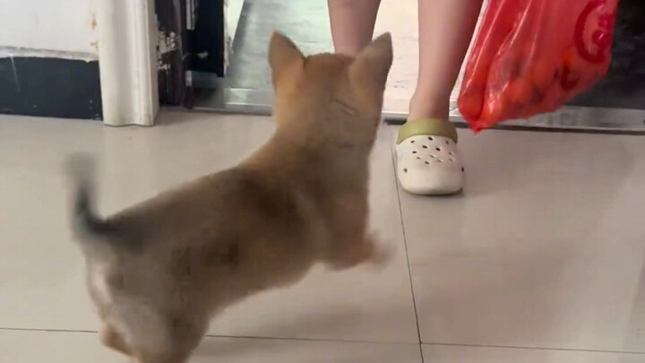 ชั่วขณะนั้น ลูกสุนัขถึงกับชื่นชมฉันอย่างสุดๆ