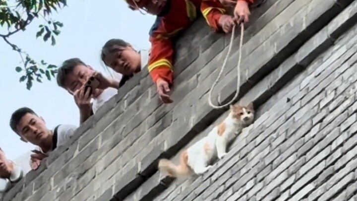 Tunggu dulu, menurut kalian apakah si Meong ini perlu diselamatkan?