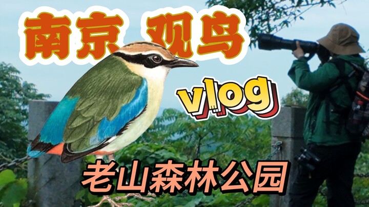 การถูกนกเซียนปาแซ่ตงหลบเลี่ยงมา 7 ชั่วโมง เป็นประสบการณ์แบบไหนกันนะ?! VLOG ดูนกที่วนอุทยานแห่งชาติเห
