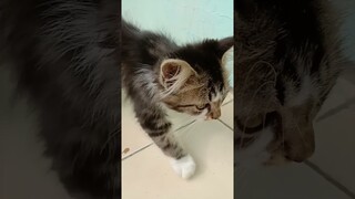 masakan kurang nendang #shorts #viralshorts #komedilucu #kucinggemoy #kucinglucu #cat #funny