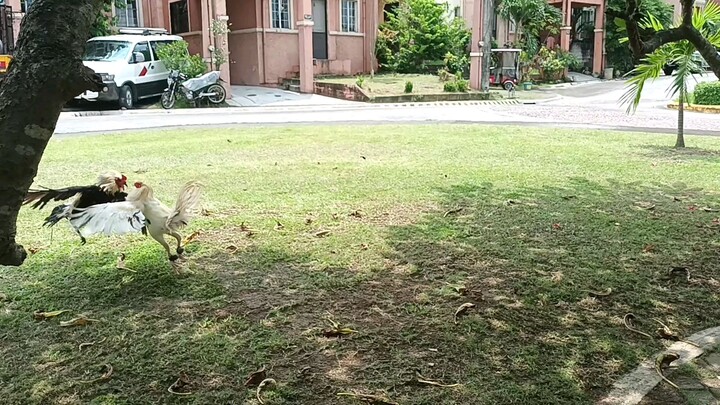 kelso cross authentic biboy(local) vs personal Hatch grey(National), paunang bitaw