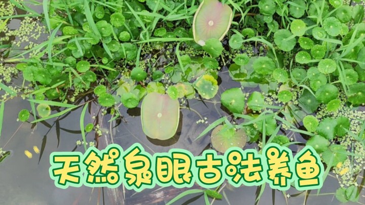 Bagaimana cara menyesuaikan suhu dan air untuk ikan medaka hitam?