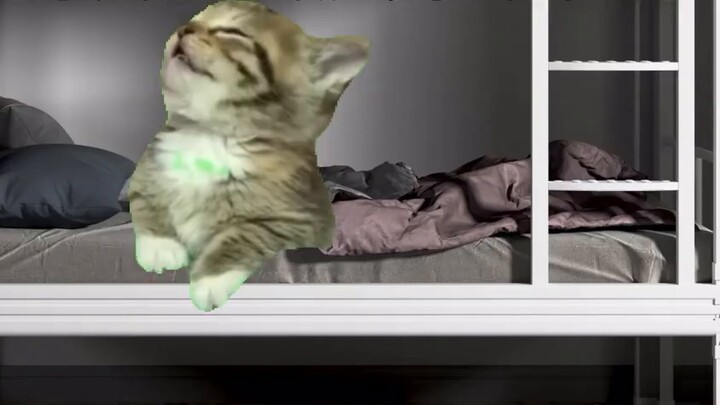 【Cat meme】Intelligence changes of post-00 college students in four years
