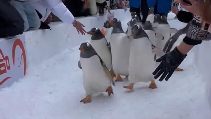 Hiểu ngay lập tức vì sao người Đông Bắc hay “gắp” trong giao tiếp.