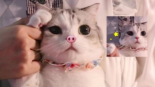 Pig Pig Cat Theme Song