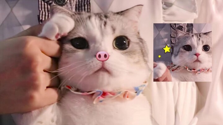 Bài hát chủ đề Heo Heo Mèo