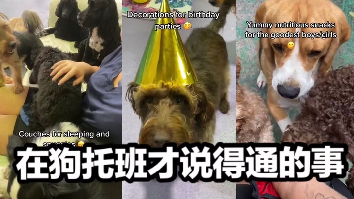 Things That Only Make Sense at Doggy Daycare