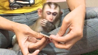 So comfortable and sleepy while having nails sharpen Mino monkey