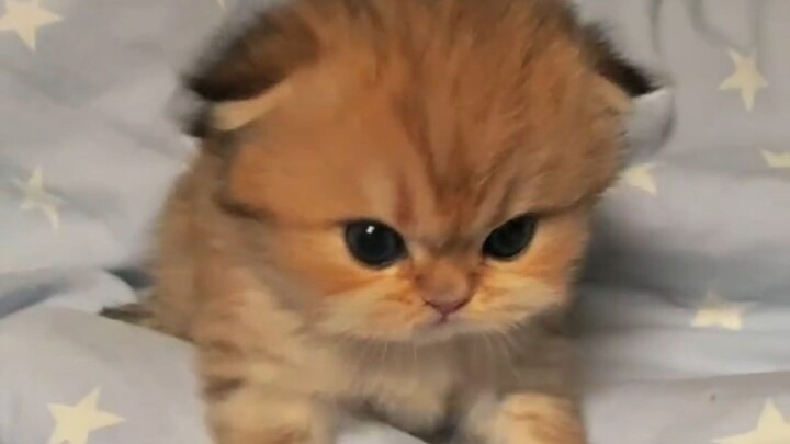 Even little kittens can get angry!