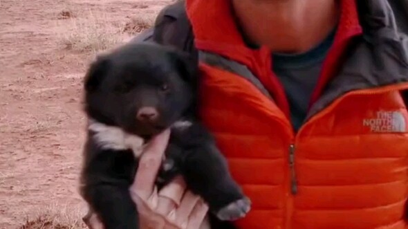 Dalam perjalanan, saya menemukan seekor anjing hitam kecil yang lucu dan menggemaskan; setelah dipel