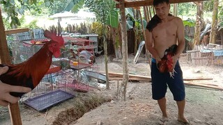 banahaw dhl vs gull