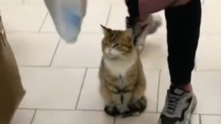 小猫也会emo，只是它不会发朋友圈