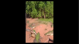Crocodile: Hey, buddy, are you freaking kidding me?!