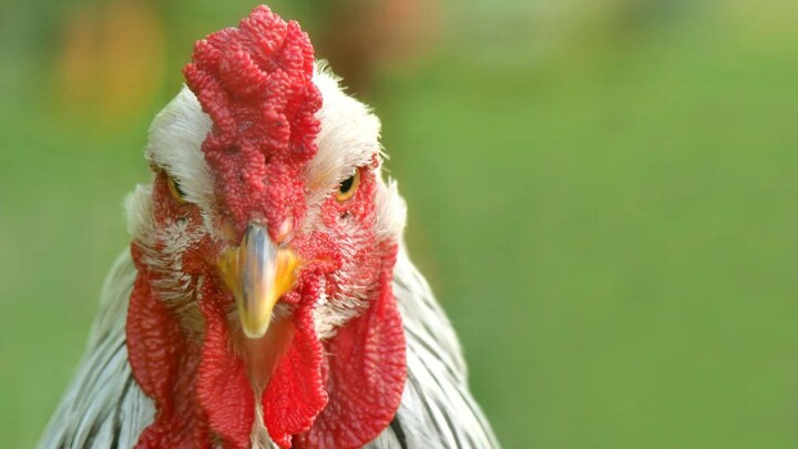 Chicken Tabetaka 01