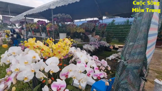 Người bán hoa KHÓC RÒNG vì năm nay hoa tết bán không ai mua