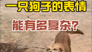 一只狗的表情有多复杂