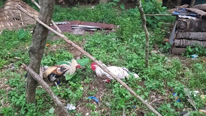 Armalite Grey VS Leiper Grey x White Kelso spar