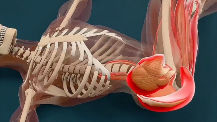 🏋️‍♂️ Mastering Kegel Exercises: Easy Step-by-Step Guide! 🏋️‍♀️Looking to strengthen your core and