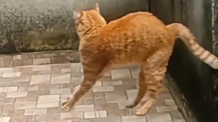 Scared the cat to death