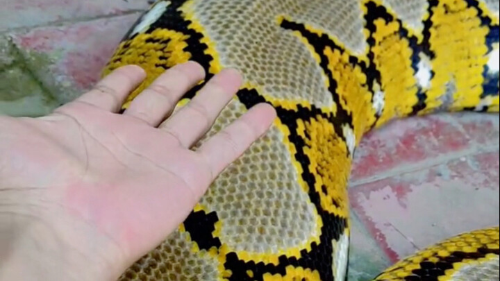 Trăn: Này anh bạn, cậu hơi quá đáng rồi đấy... Tớ cũng rất dễ bị ngứa mà!