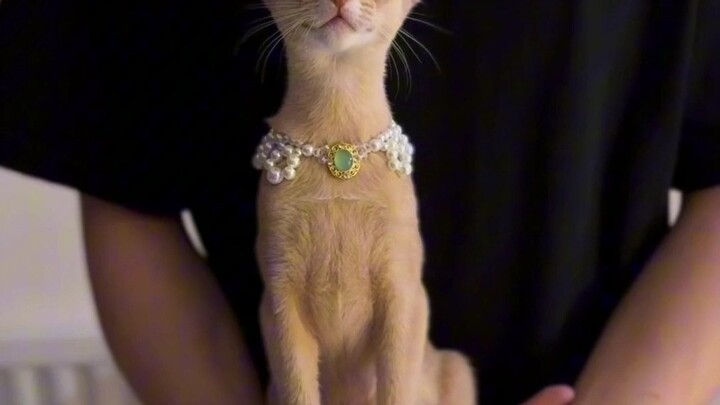 Abi đúng là một chú mèo tuyệt thế!