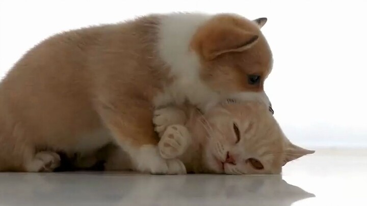 The cat is brutally attacked by Little Milk’s sweet affections. Cat: I hate this dog with no sense o