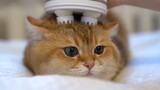 Binatang|Memberi Kucing Pijatan