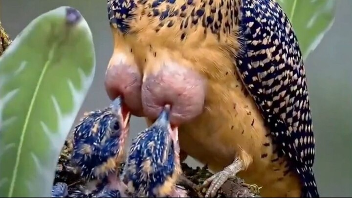 Love Birth