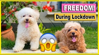 MY DOGS' FIRST WALK DURING THE LOCKDOWN IN THE PHILIPPINES| The Poodle Mom