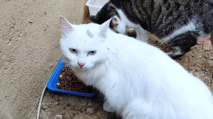 The last time I fed the stray cats