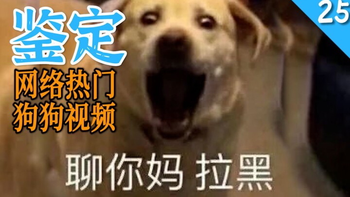 25 Hottest Dog Videos Online, Explained!