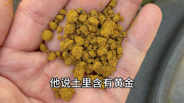 Bạn đã từng thấy vàng ẩn trong đất chưa?