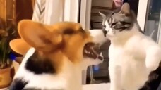 宠物-狗,猫,鹦鹉,鱼,老鼠 26.02.2024 #病毒 #短裤 #狗 #猫 #宠物 #32