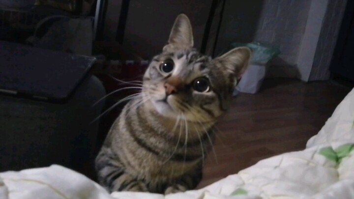 [Tabby Cat] Why does your little cutie show up at your bedside at night? Don’t wake up and start par
