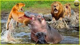 Death Bite! Belligerent Lion Is Bitten Mouth Off By Giant Hippo To Avenge Her Calf