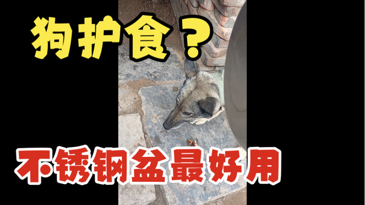 Dog guards its food? A stainless steel bowl to the head works best!