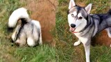 Hilariously Cute Dogs | Funny Pet Videos