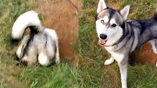 Hilariously Cute Dogs | Funny Pet Videos