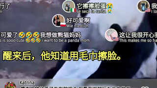 Foreigners' Views on Pandas' "Human Behavior" - A Collection of Comments Translated into Colorful Ba