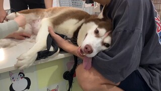 【Animal Circle】My daughter is pregnant with quintuplets.