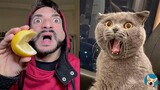 ðŸ�± Cat Reaction Videos - Funny & Crazy Cats| Aww Pets