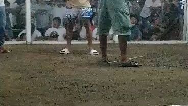 full brother of my roundhead kelso 1x winner 11mos old. kontra 2yrs old.dinaan sa bilis hehe..